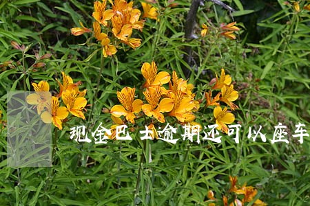 现金巴士逾期还可以座车吗 现金巴士逾期还可以座车吗