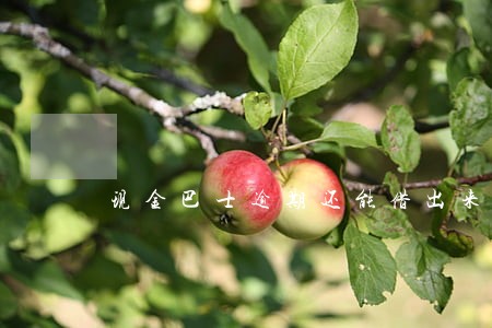 现金巴士逾期还能借出来吗 现金巴士逾期还能借出来吗
