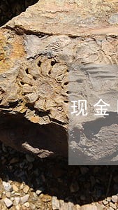 现金巴士逾期还能用不