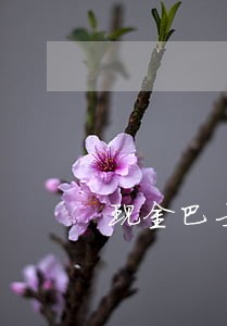 现金巴士逾期还进去还能借吗