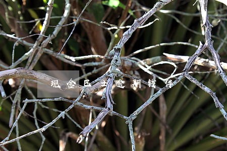 现金巴士逾期钱伴 现金巴士逾期钱伴