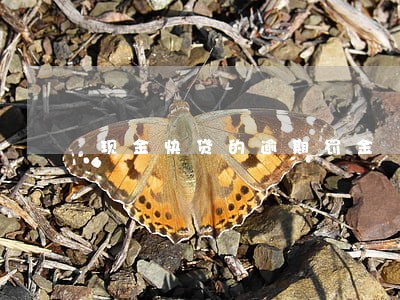 现金快贷的逾期罚金 现金快贷的逾期罚金