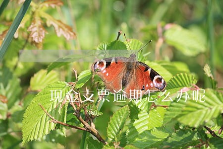 现金支票逾期怎么办呢 现金支票逾期怎么办呢