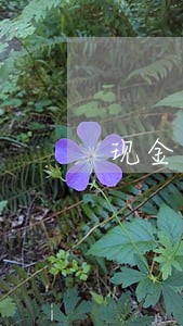 现金日清月结适用哪个法律条文
