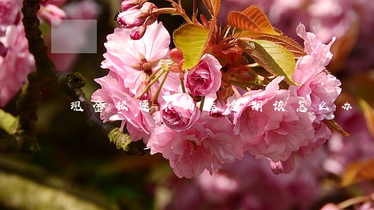 现金极速卡面临逾期该怎么办 现金极速卡面临逾期该怎么办