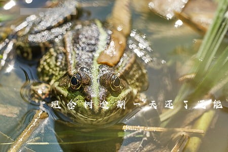 现金树逾期一天还了还能借吗 现金树逾期一天还了还能借吗