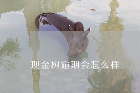 现金树逾期会怎么样