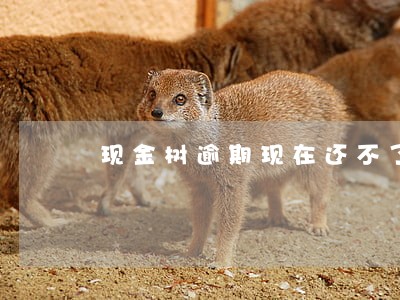 现金树逾期现在还不了款怎么办 现金树逾期现在还不了款怎么办
