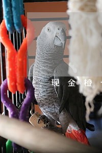 现金橙卡逾期一天会不会爆通讯录 现金橙卡逾期一天会不会爆通讯录