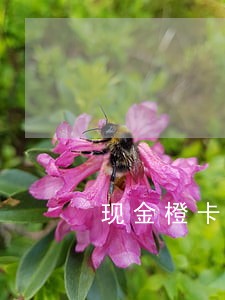 现金橙卡逾期会怎么样 现金橙卡逾期会怎么样