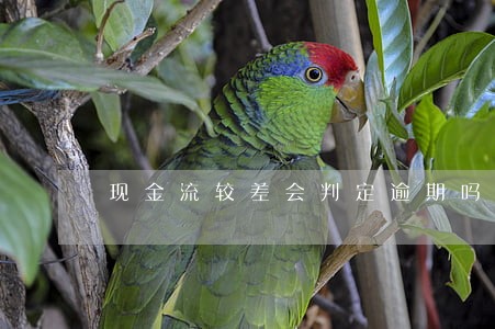 现金流较差会判定逾期吗 现金流较差会判定逾期吗