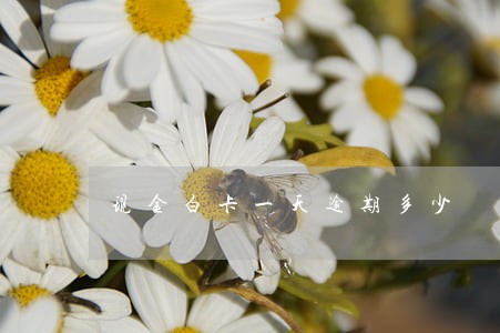 现金白卡一天逾期多少 现金白卡一天逾期多少