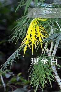 现金白卡不给逾期费 现金白卡不给逾期费