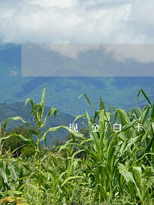 现金白卡可以减免逾期费 现金白卡可以减免逾期费