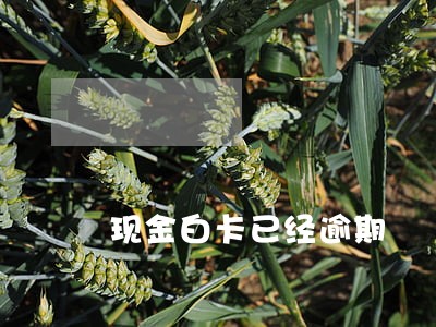 现金白卡已经逾期 现金白卡已经逾期