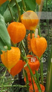 现金白卡星点贷逾期会上门吗