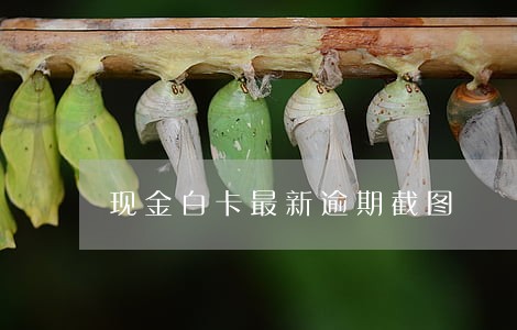 现金白卡最新逾期截图 现金白卡最新逾期截图