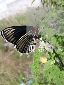 现金白卡能逾期了三天 现金白卡能逾期了三天