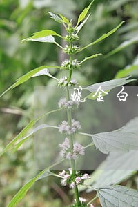 现金白卡逾期30多天