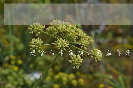 现金白卡逾期5天后再还会怎么样 现金白卡逾期5天后再还会怎么样