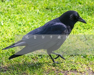 现金白卡逾期一天会上征信吗 现金白卡逾期一天会上征信吗