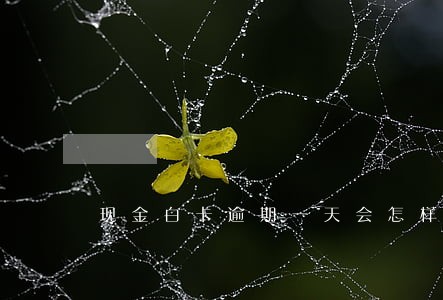 现金白卡逾期一天会怎样 现金白卡逾期一天会怎样