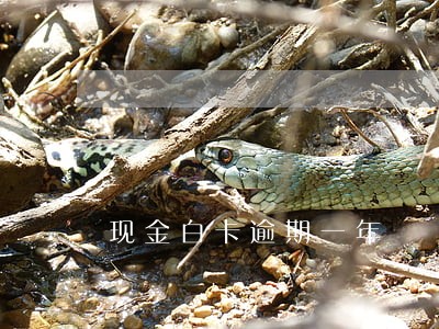 现金白卡逾期一年 现金白卡逾期一年