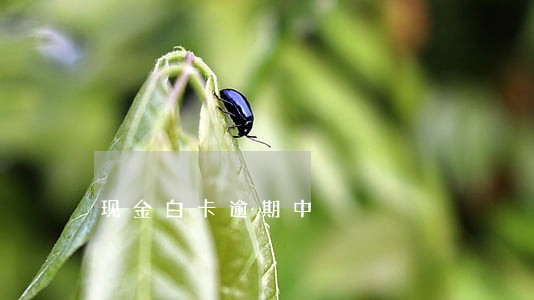 现金白卡逾期中 现金白卡逾期中