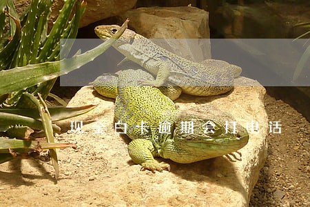 现金白卡逾期会打电话 现金白卡逾期会打电话