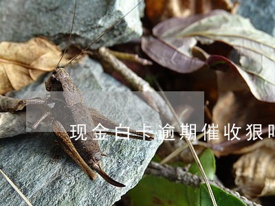 现金白卡逾期催收狠吗 现金白卡逾期催收狠吗