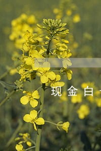 现金白卡逾期几天会上征信 现金白卡逾期几天会上征信