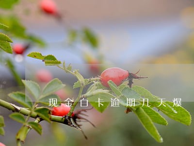 现金白卡逾期几天爆 现金白卡逾期几天爆
