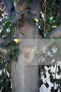 现金白卡逾期半年怎么办 现金白卡逾期半年怎么办