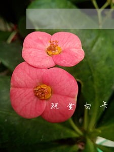 现金白卡逾期很久 现金白卡逾期很久