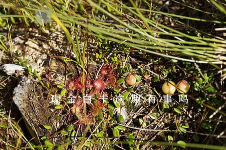 现金白卡逾期有事吗 现金白卡逾期有事吗