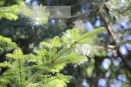 现金白卡逾期费 现金白卡逾期费