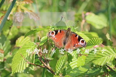 现金白卡逾期费用多少 现金白卡逾期费用多少