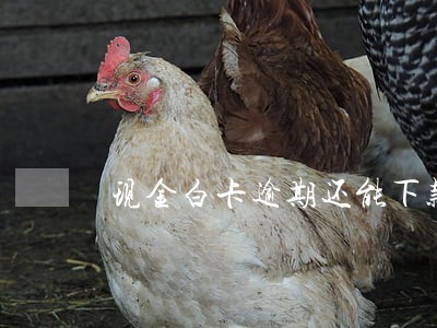 现金白卡逾期还能下款吗 现金白卡逾期还能下款吗