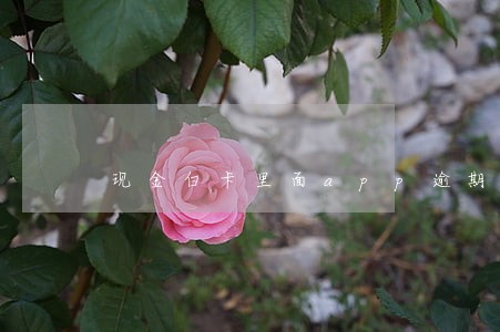 现金白卡里面app逾期 现金白卡里面app逾期