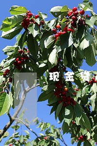 现金贷app逾期了怎么办 现金贷app逾期了怎么办