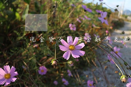 现金贷互联网金融不良逾期 现金贷互联网金融不良逾期