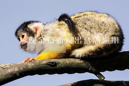 现金贷新规出台后逾期 现金贷新规出台后逾期