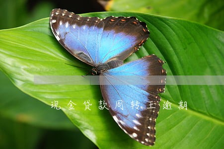 现金贷款周转王逾期 现金贷款周转王逾期