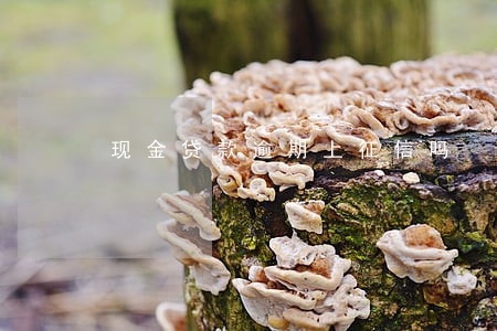 现金贷款逾期上征信吗 现金贷款逾期上征信吗