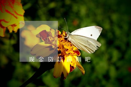 现金贷款逾期吧 现金贷款逾期吧