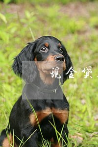 现金贷款逾期案 现金贷款逾期案