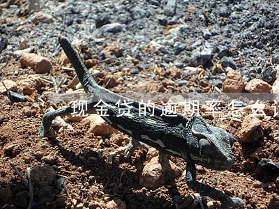 现金贷的逾期率怎么计算 现金贷的逾期率怎么计算