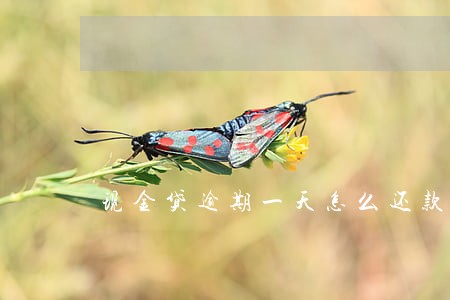 现金贷逾期一天怎么还款 现金贷逾期一天怎么还款