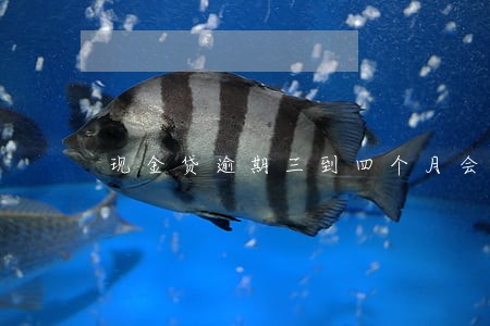 现金贷逾期三到四个月会坐牢吗 现金贷逾期三到四个月会坐牢吗