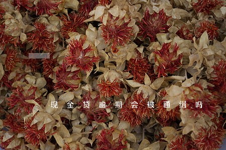 现金贷逾期会被通缉吗